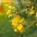 Perennial Senna Herb