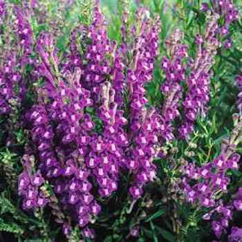 Baikal Skullcap