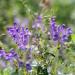 Perennial Baikal Skullcap