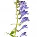 Scutellaria Baicalensis Skullcap