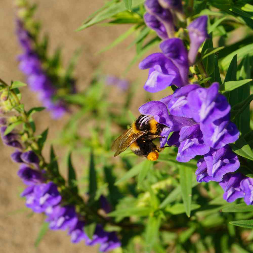 Skullcap Seeds