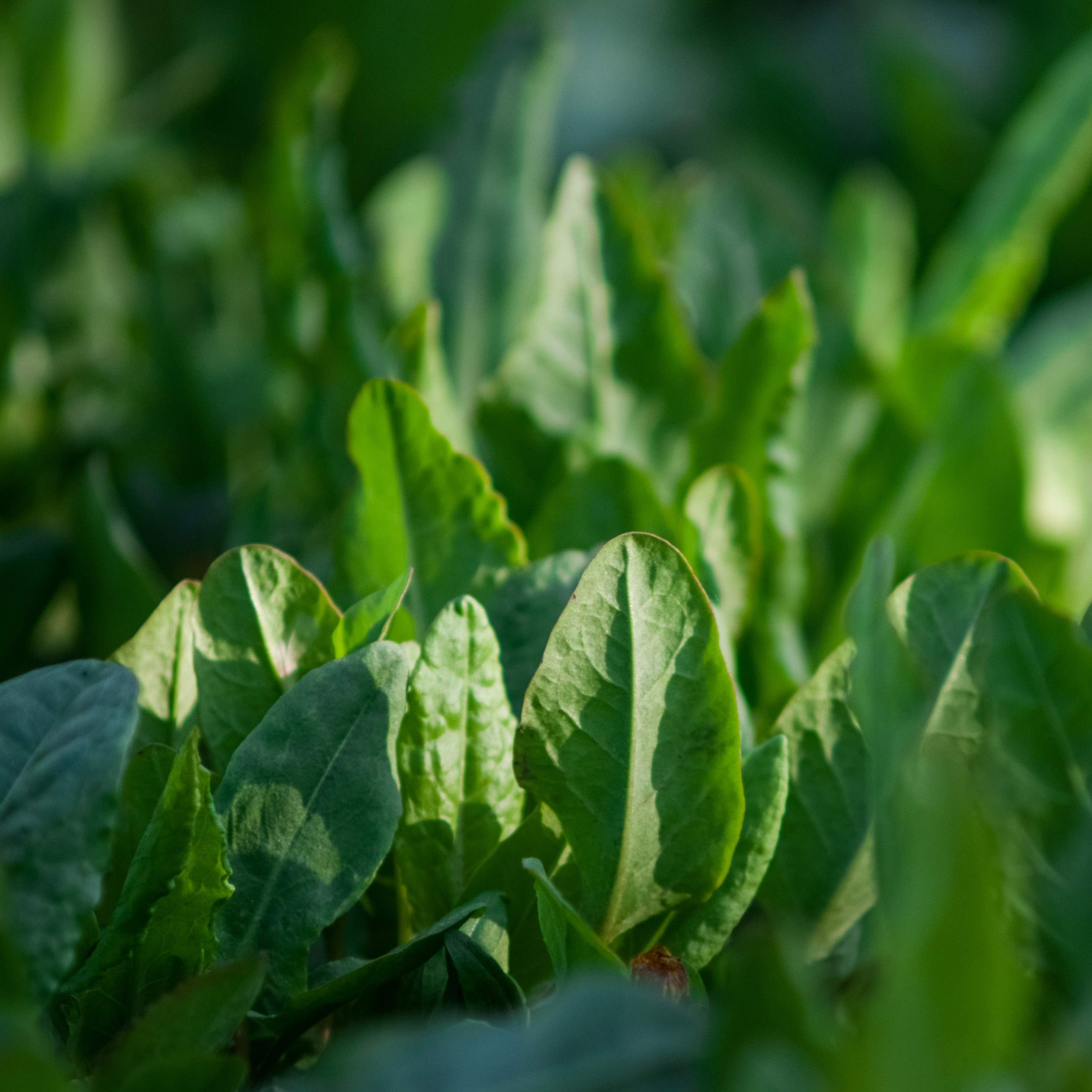 Sorrel Bulk Seed For Planting