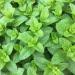 Spearmint Herb Plant