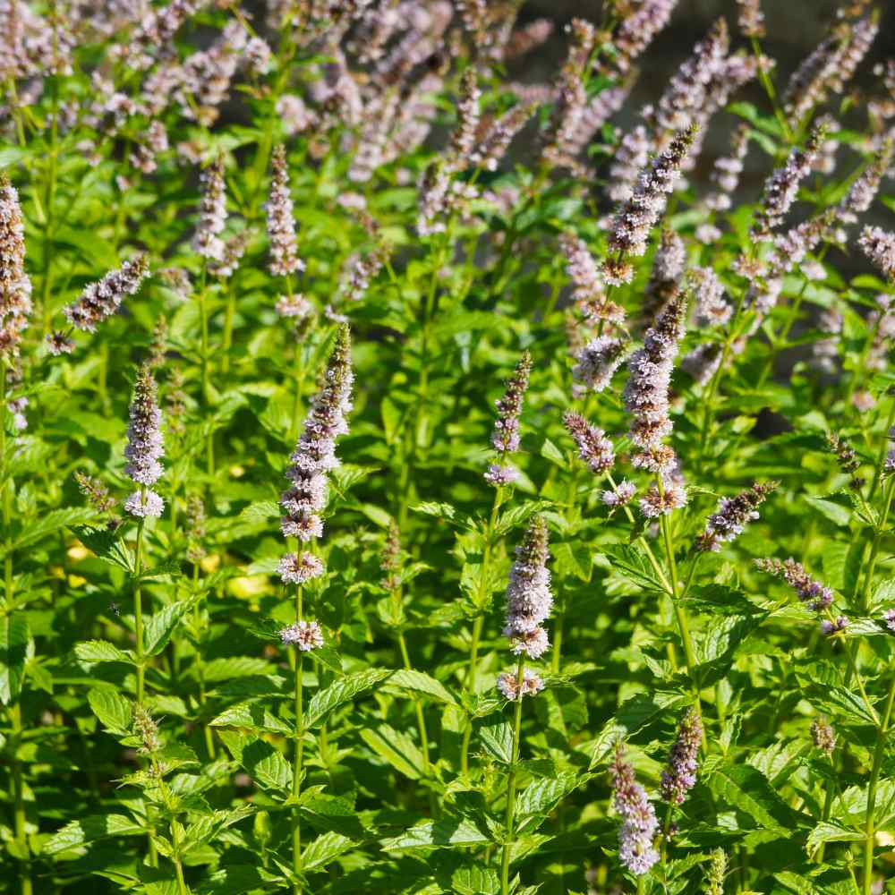 Spearmint Herb Flower