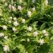 American Spikenard Herb Plants