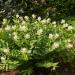 Aralia Racemosa Herbs