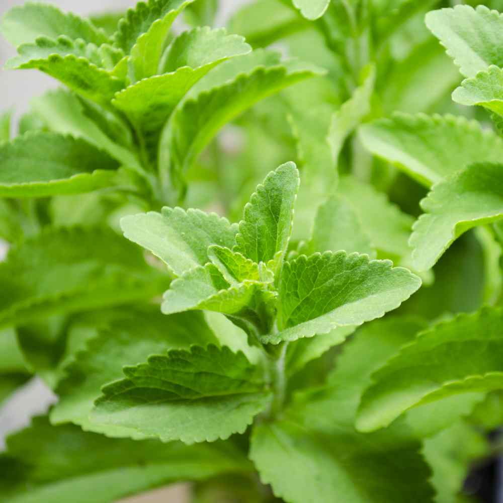 Stevia Seeds | Sweetleaf