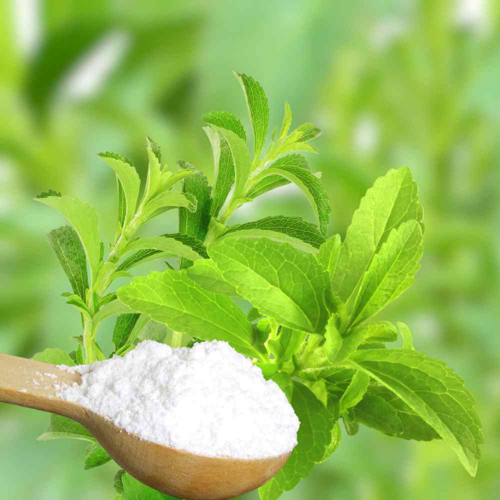 Sugarleaf Organic Stevia Seeds