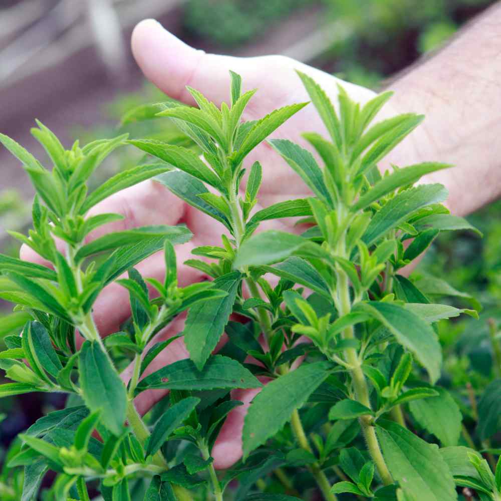Stevia Seeds Stevia Rebaudiana Herb Seed