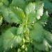 Stinging Nettle