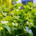 Stinging Nettle Plant