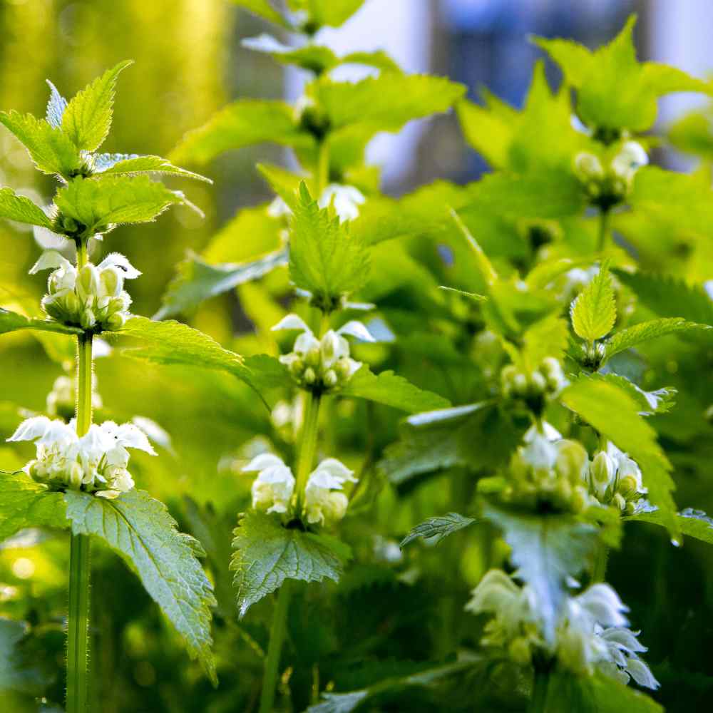 Stinging Nettle Seeds