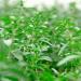 Summer Savory Garden Herb