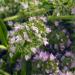 Summer Savory Herb Plants