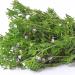 Summer Savory Herb Seed