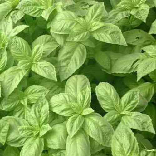 Basil Seed Large Leaf Sweet Basil Herb Seeds