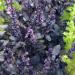 Basil Ocimum Dark Opal