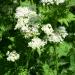 Sweet Cicely Plants