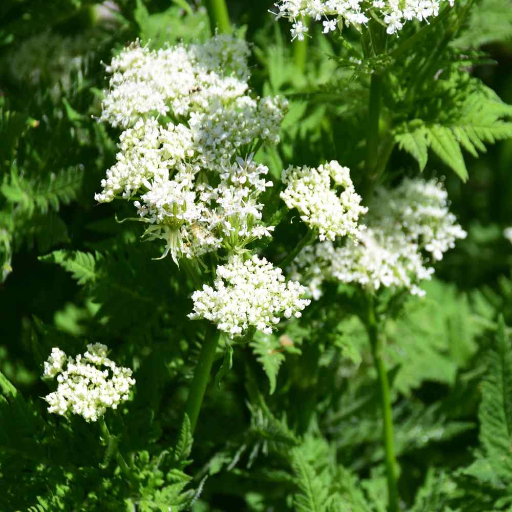 Sweet Cicely Seeds