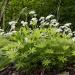 Asperula Woodruff Herb