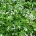 Sweet Woodruff Cooking Herb