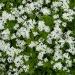 Sweet Woodruff Plant