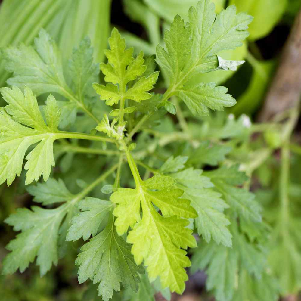 Sweet Wormwood Herb Plants