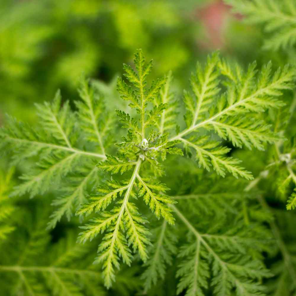 Artemisia Annua Plants
