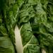 Swiss Chard Green Leaves