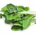 Beta Vulgaris Green Herb