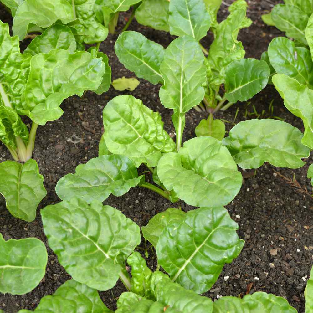 Swiss Chard Seeds Swiss Chard Green Herb Seed