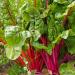 Swiss Chard Red Leaves