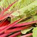 Swiss Chard Red Vegetable Plant