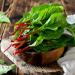 Beta Vulgaris Red Leaf Plant In Bowl