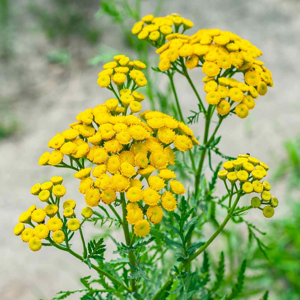 Tansy Flower