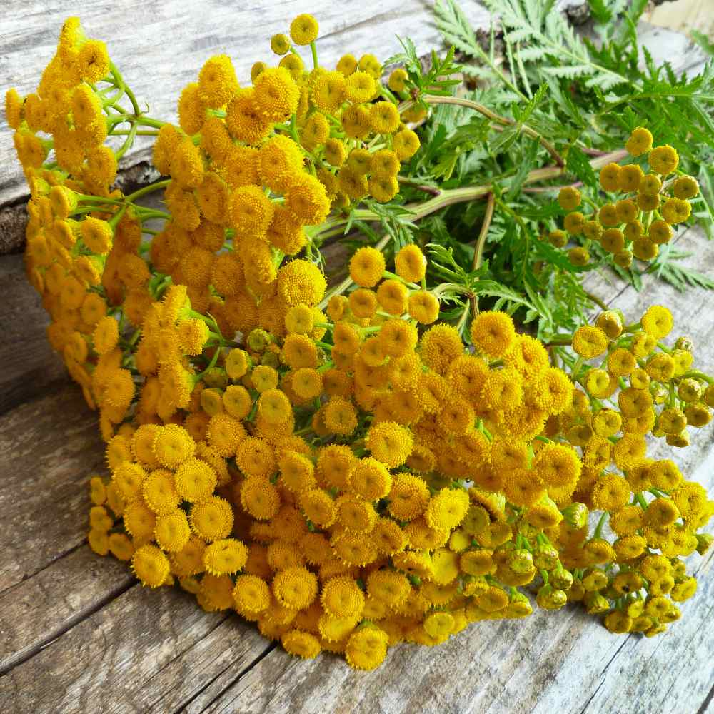 Tansy Plant