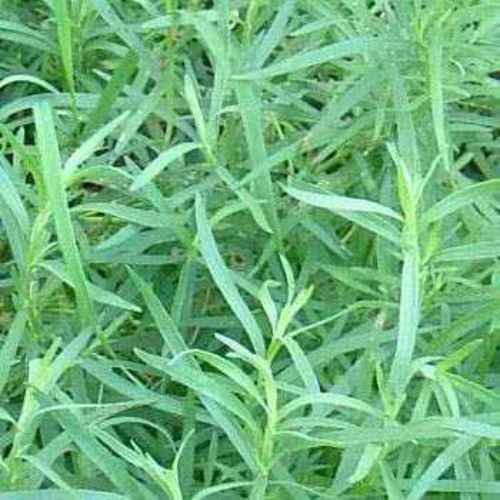 Tarragon Seeds Artemisia Dracunculus Herb Seed