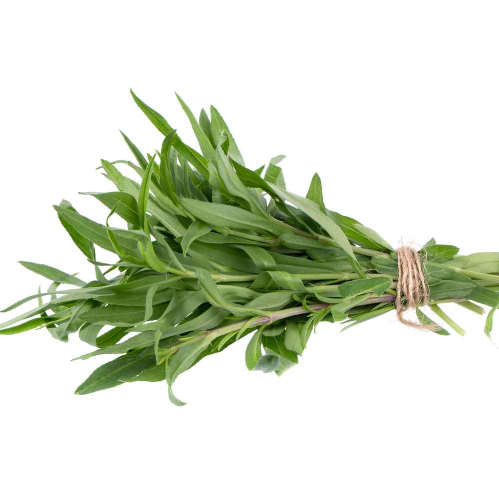 Tarragon Seeds Artemisia Dracunculus Herb Seed