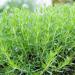 Tarragon Herb Plant