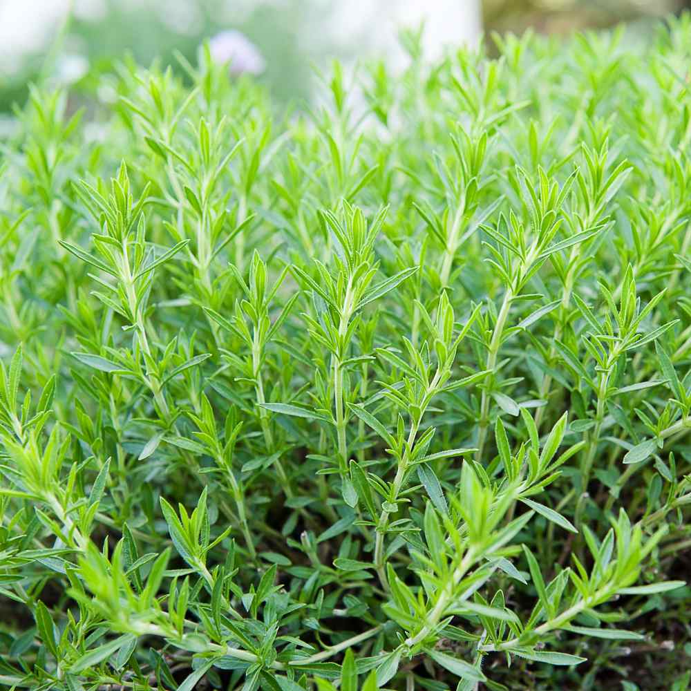 Artemisia Dracunculus seeds Tarragon Herbe au Dragon 500 Graines d'Estragon 