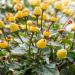 Toothache Plant Spilanthes