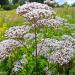 Perennial Valerian Medicinal Herb