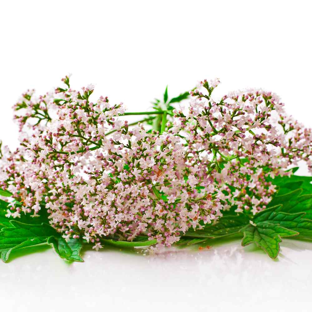 valerian-seeds-garden-heliotrope-herb-seed