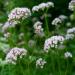 Valerian Herb Plants