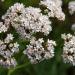 Valerian Officinalis Herb