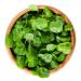 Watercress Medicinal Herb