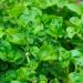 Watercress Plants