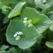 Winter Purslane