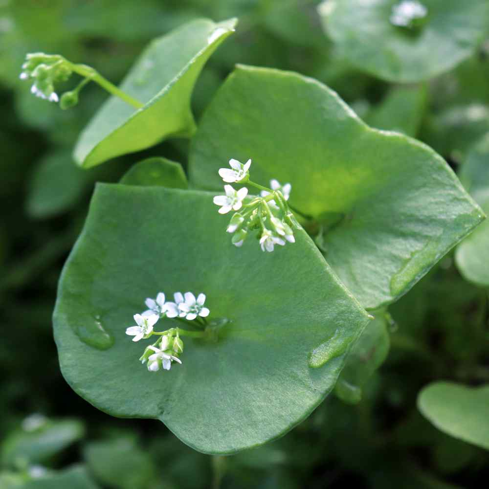 Purslane Seeds | Winter