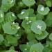 Winter Purslane Plant